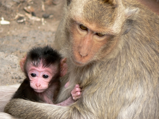 Foto Mamalia monyet fauna primata