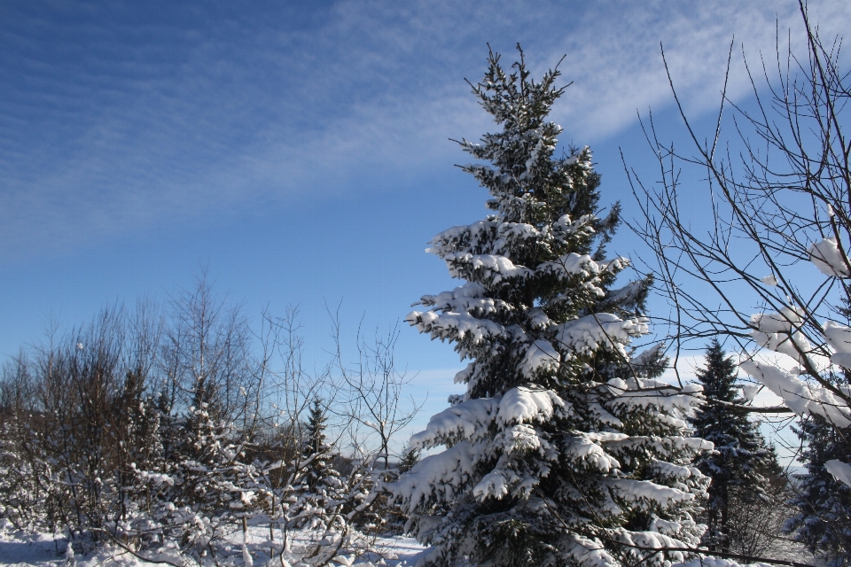 Landschaft baum natur zweig