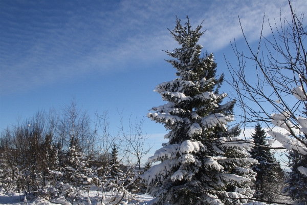 Foto Paesaggio albero natura ramo