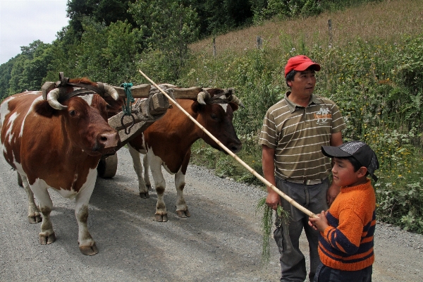 People farm countryside boy Photo