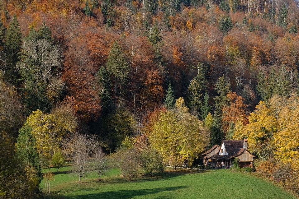 Paysage arbre nature forêt