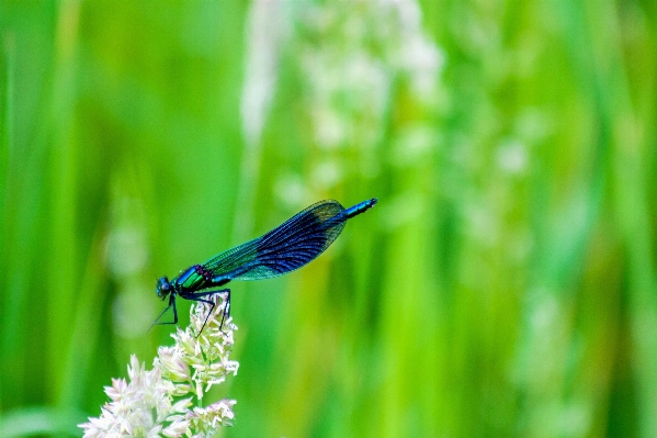 Nature grass wing lawn Photo