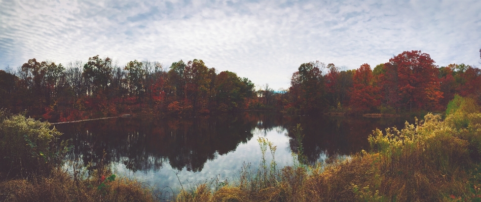 Landscape tree water nature Photo