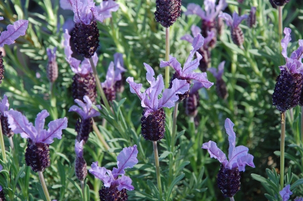 Nature blossom plant flower Photo