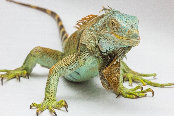 Photo Reptile iguane fauna lézard