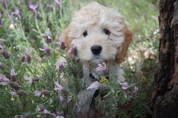 White flower puppy dog Photo