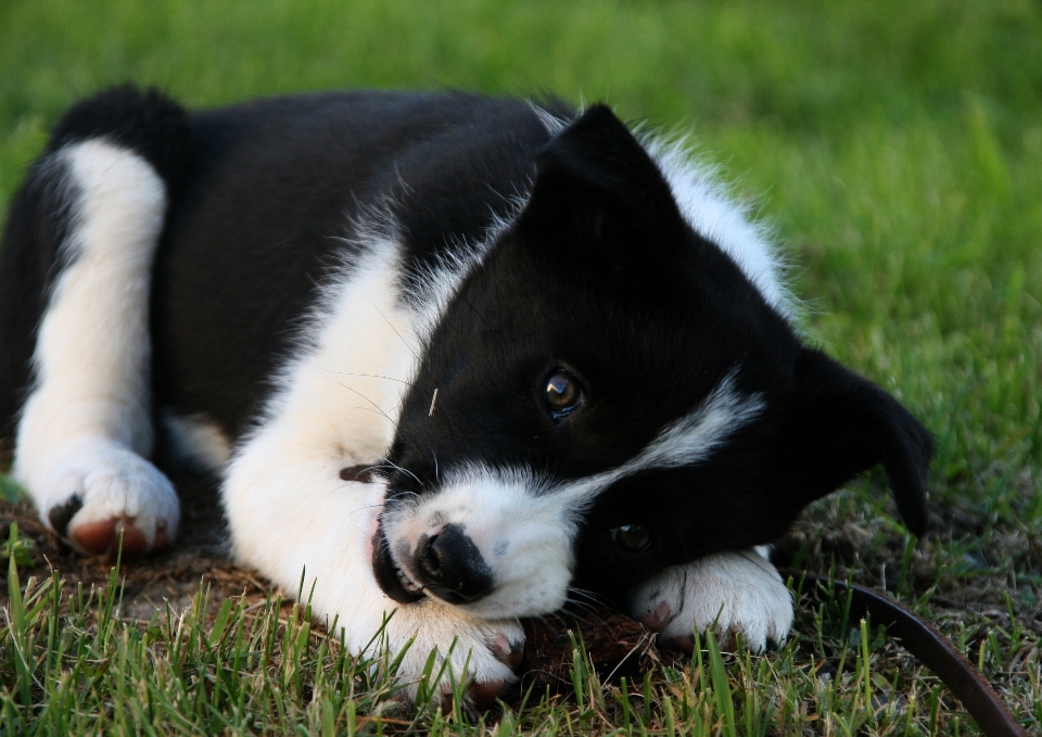 Schwarz und weiß
 welpe hund säugetier