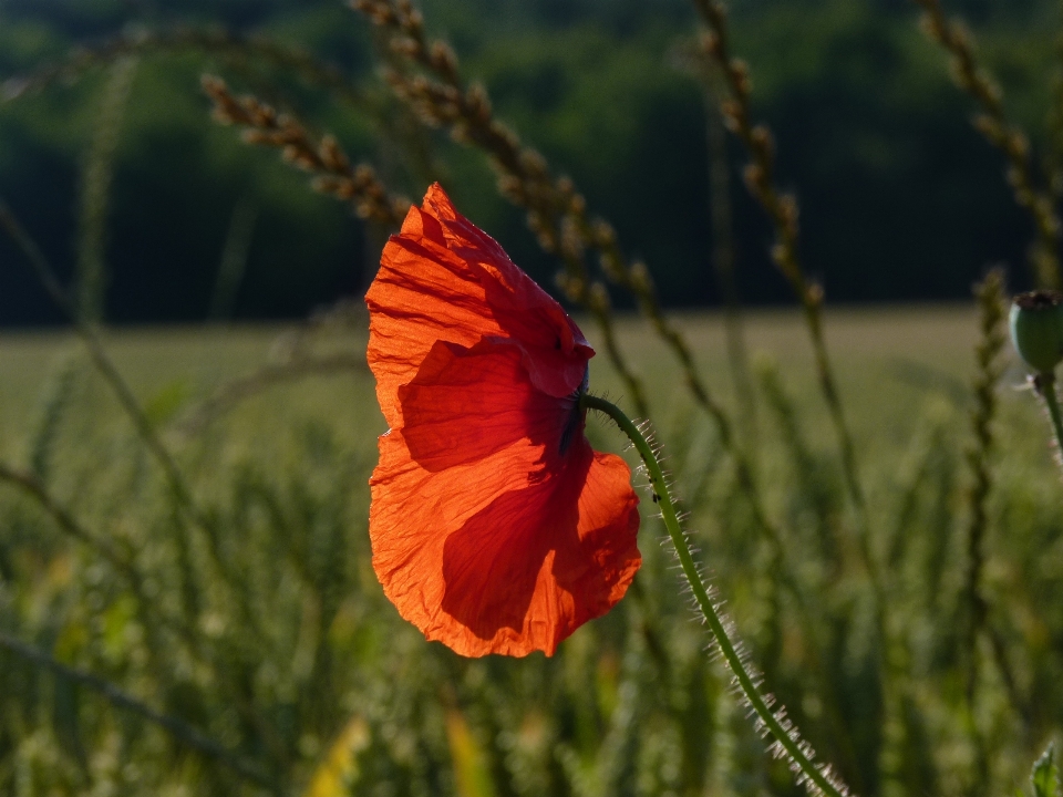 Nature fleurir usine champ