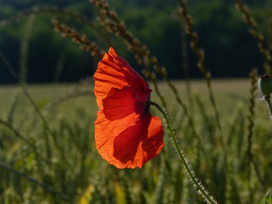 Nature blossom plant field Photo