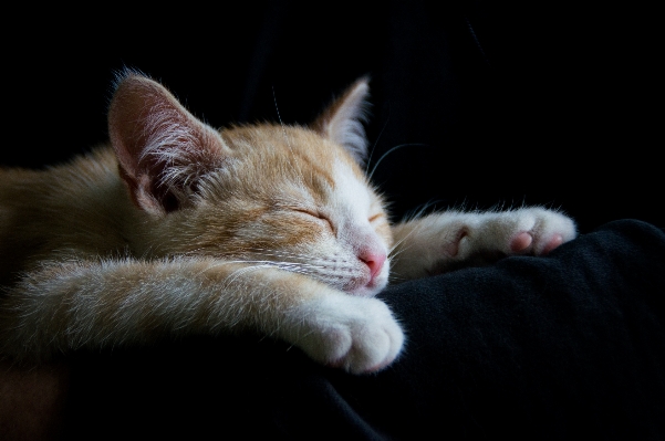 White cute red kitten Photo