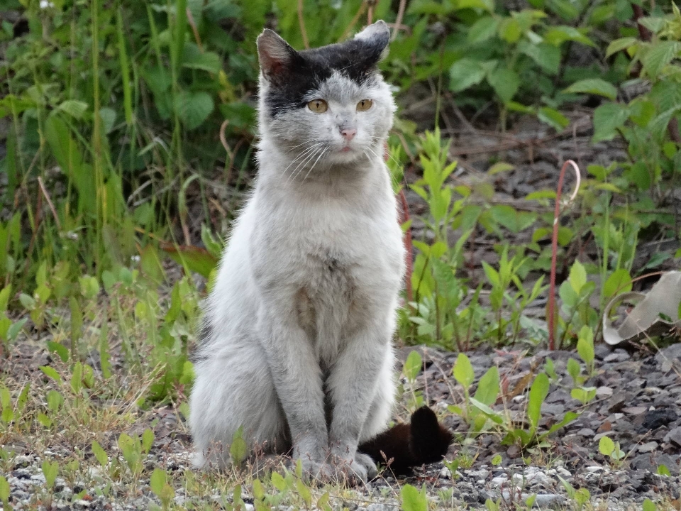 Chaton chat mammifère fauna