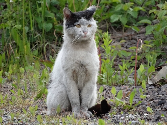 Foto Anak kucing mamalia fauna