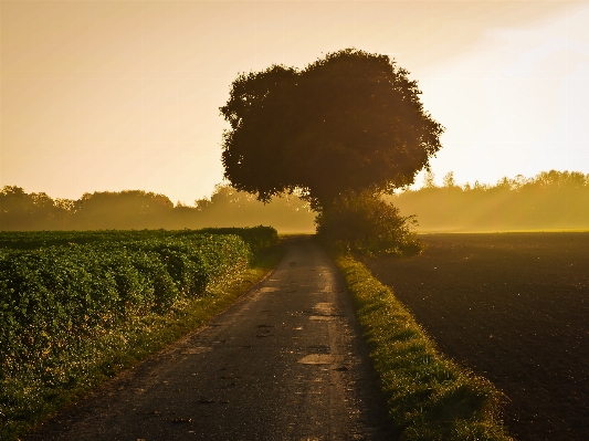 Landscape tree nature forest Photo