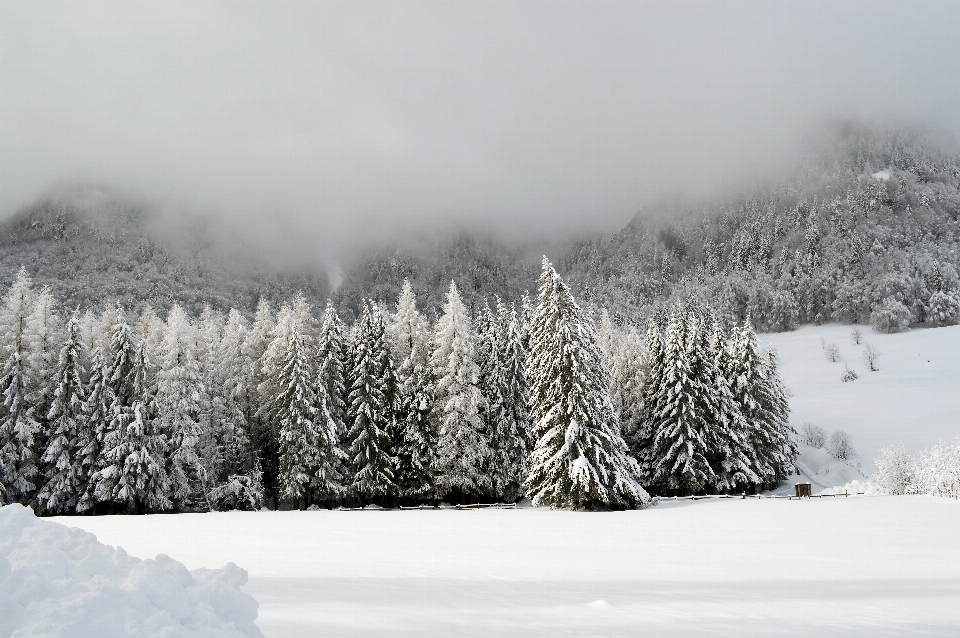 Landscape tree nature forest