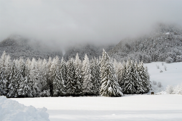 Landscape tree nature forest Photo