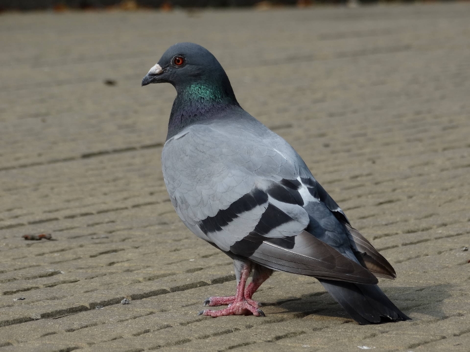 Oiseau aile faune le bec