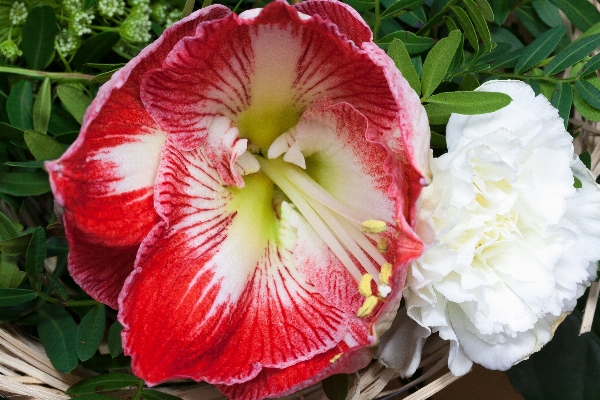 Blossom plant flower petal Photo