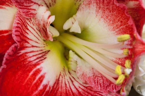 Blossom plant flower petal Photo