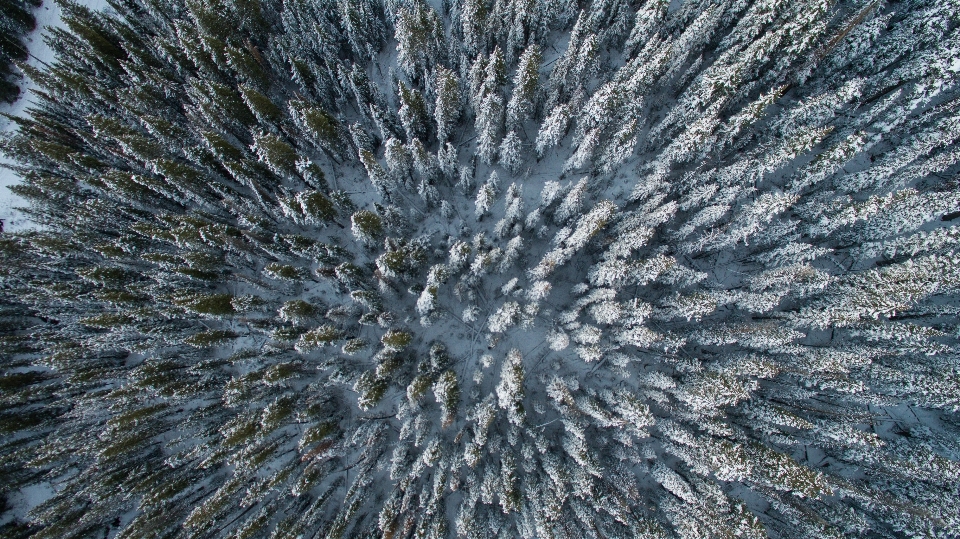 Paisaje árbol naturaleza bosque