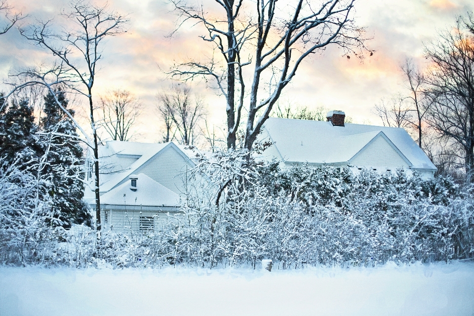 Paysage arbre nature neige