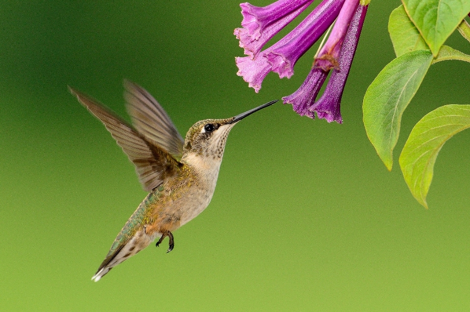 Nature branch bird flower