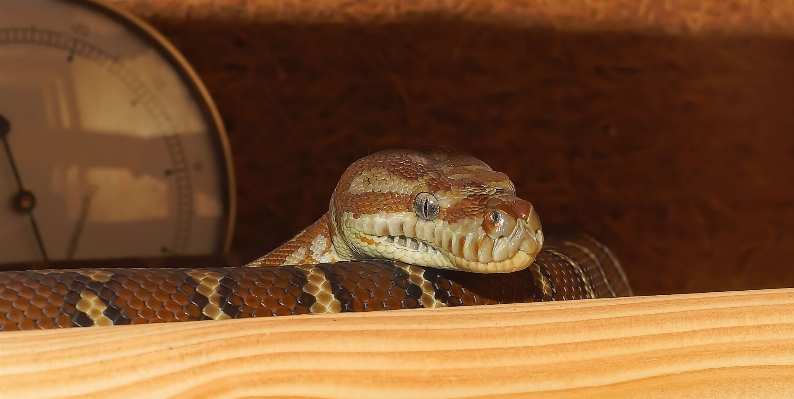 Wood brown reptile scale Photo