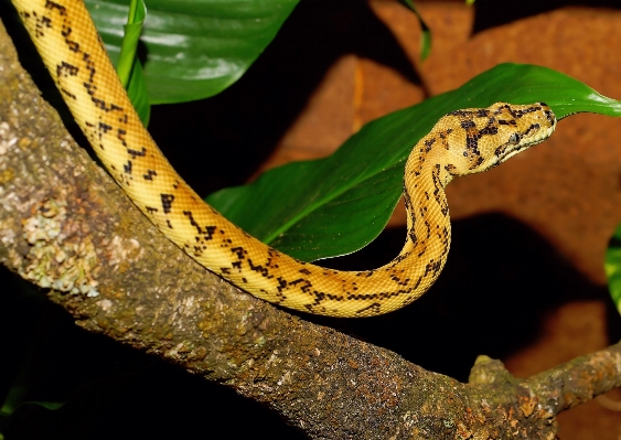 Branch animal wildlife pattern Photo