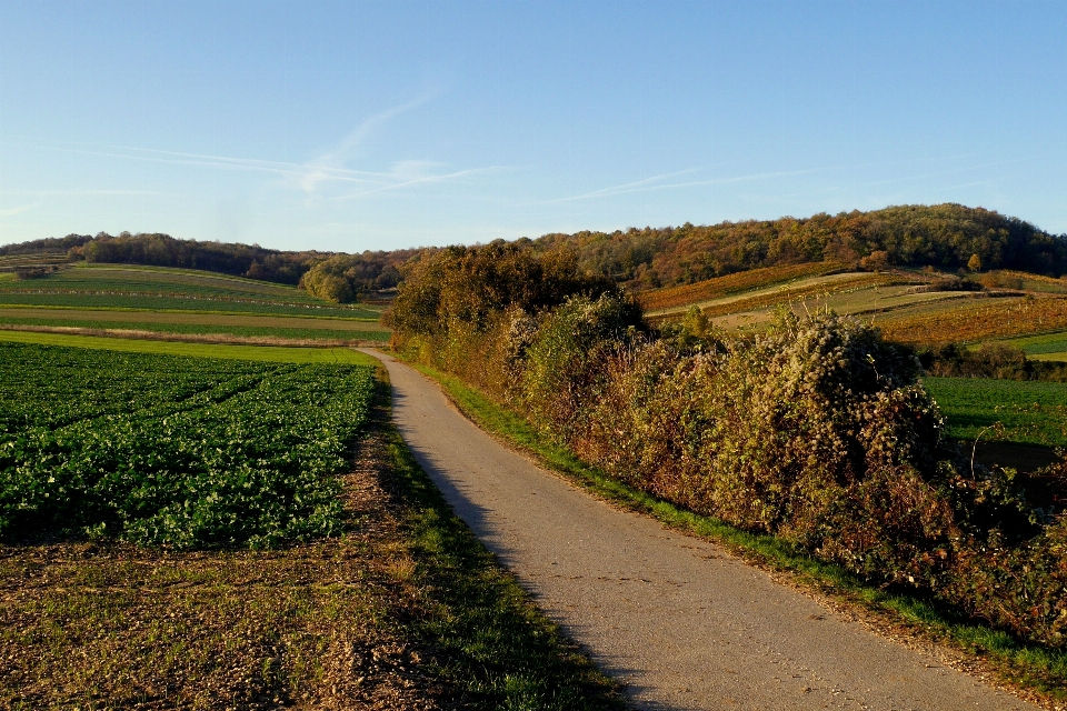 Paisagem árvore caminho grama