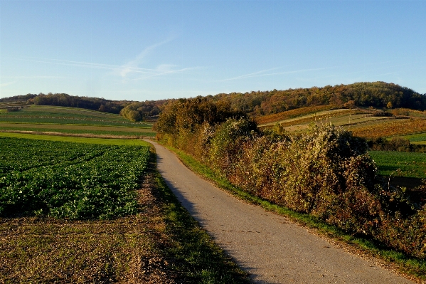 Landscape tree path grass Photo