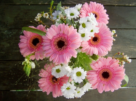 Plant flower petal pink Photo