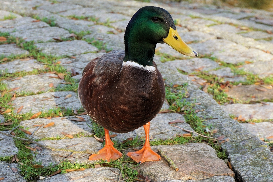 Wasser vogel flügel tier