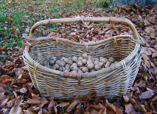 Foto Kayu makanan menghasilkan tanaman