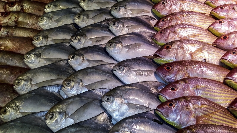 Mar alimento culinario
 pesca