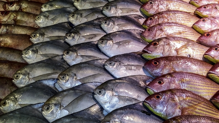 Sea food culinary fishing Photo