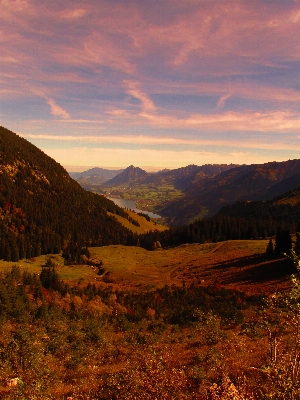 Landscape tree nature forest Photo