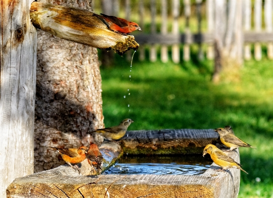 水 鳥 葉 野生動物 写真