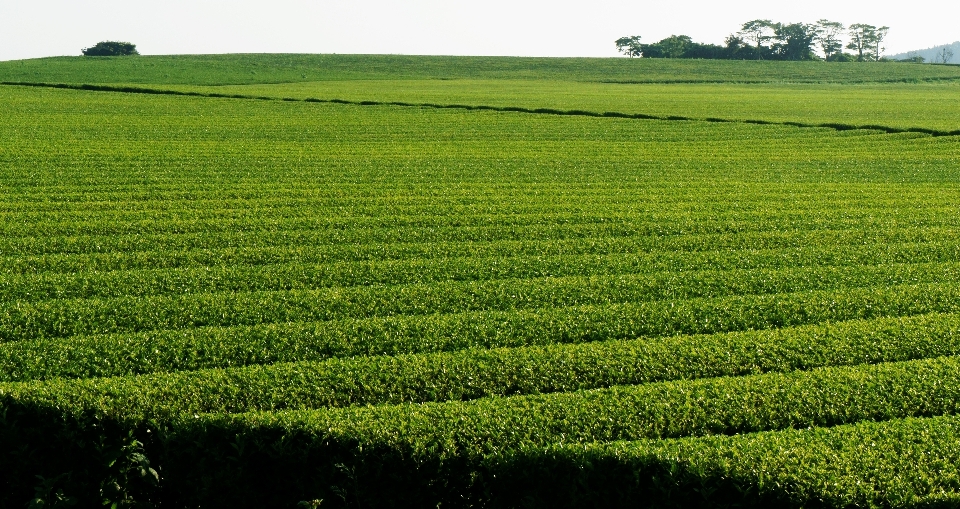 Paisagem natureza plantar campo