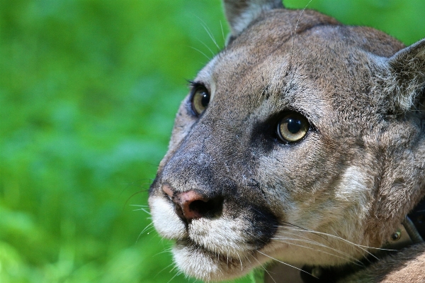 Nature wilderness looking wildlife Photo