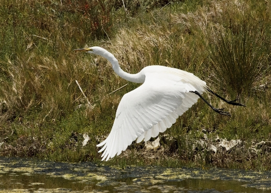 Water nature swamp bird Photo