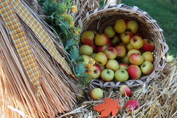 Foto Apple alam tanaman buah