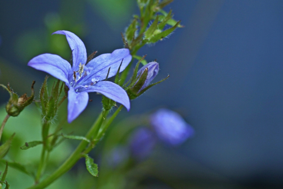 Natur blüte anlage fotografie