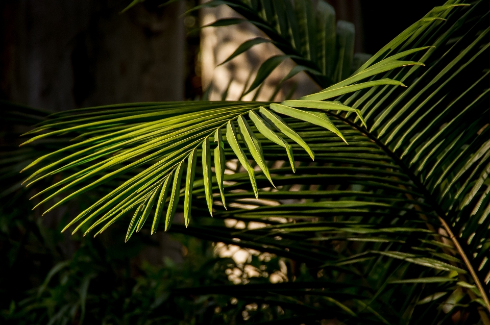 Pohon alam hutan rumput