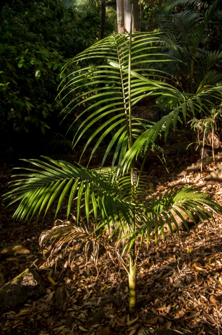 árvore floresta grama filial