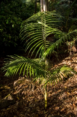 Tree forest grass branch Photo