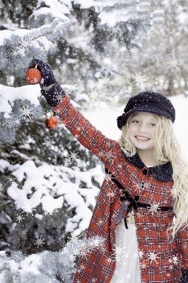 Tree snow cold winter Photo