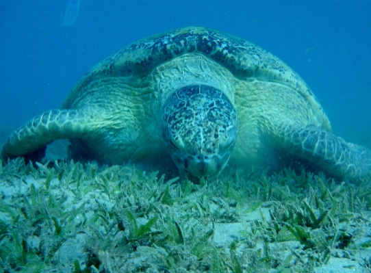 Underwater biology turtle sea Photo