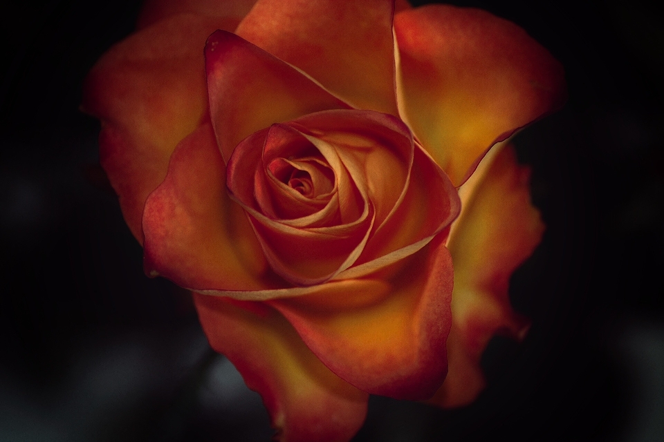 Nature blossom plant photography