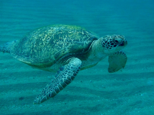 海 生物学 龟 海龟 照片