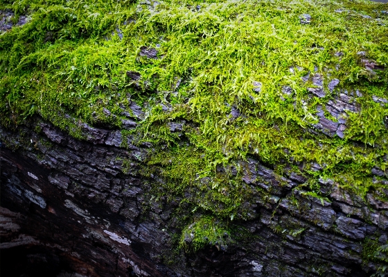 Foto Pohon alam hutan rock