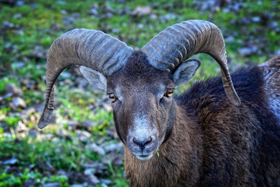 Nature faune chèvre corne